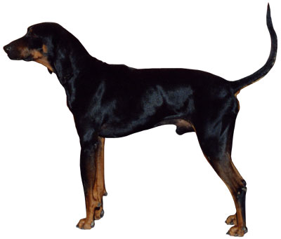 Coonhound