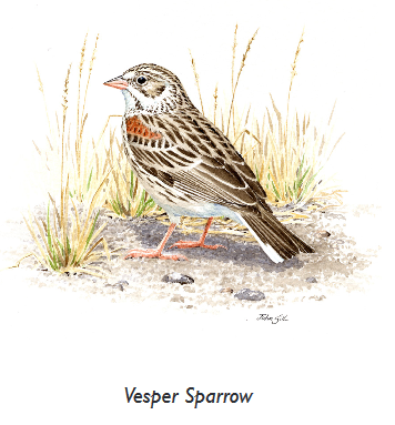 vesper sparrow.PNG