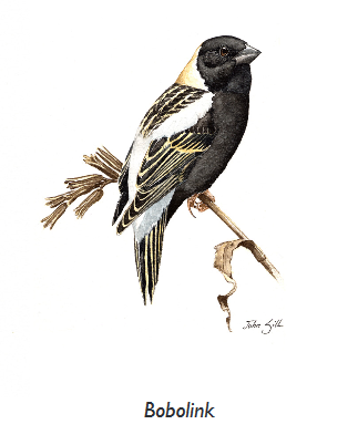 Bobolink.PNG