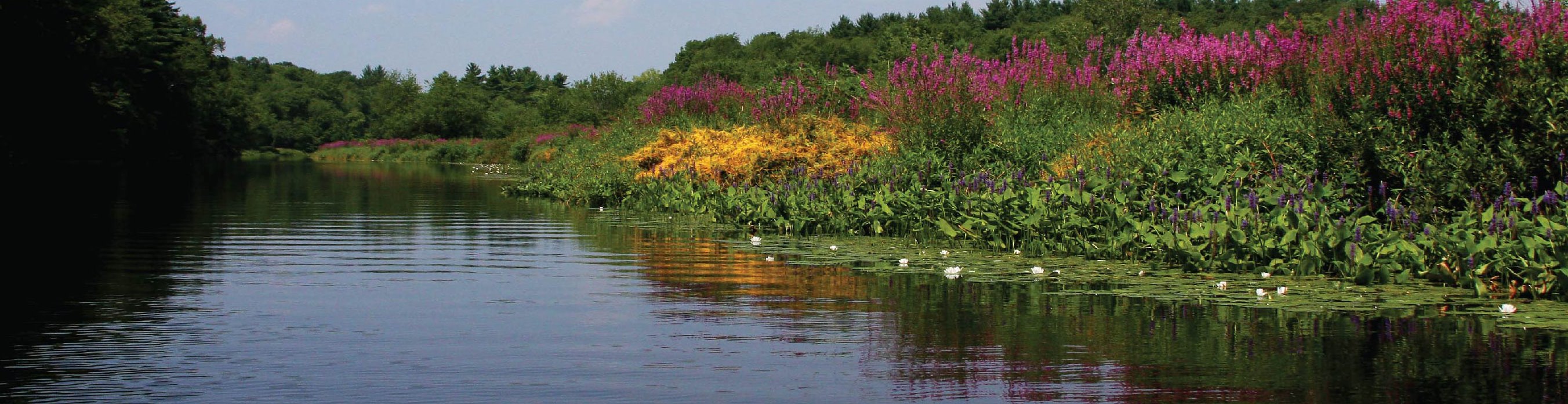Water with floral growth at the edge