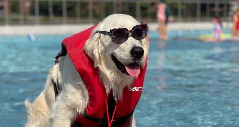 Rocket the Lifeguard Dog