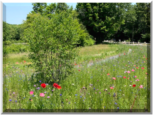 Walker Pond Filter Strip